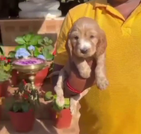 Buy Vaccinated  Cocker Spaniel  Puppy from Ahmedabad
